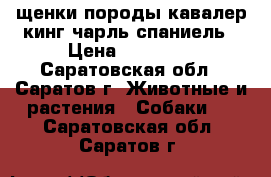 щенки породы кавалер кинг чарль спаниель › Цена ­ 50 000 - Саратовская обл., Саратов г. Животные и растения » Собаки   . Саратовская обл.,Саратов г.